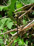 Dragonfly June 2007