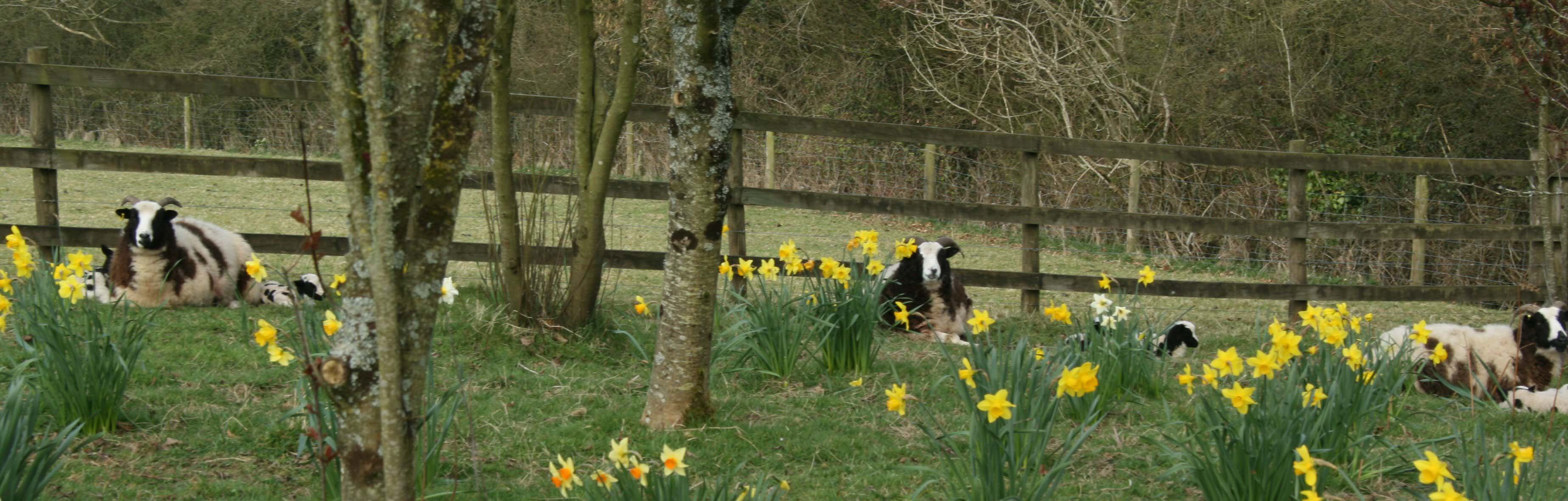 Jacob ewes & lambs at Easter