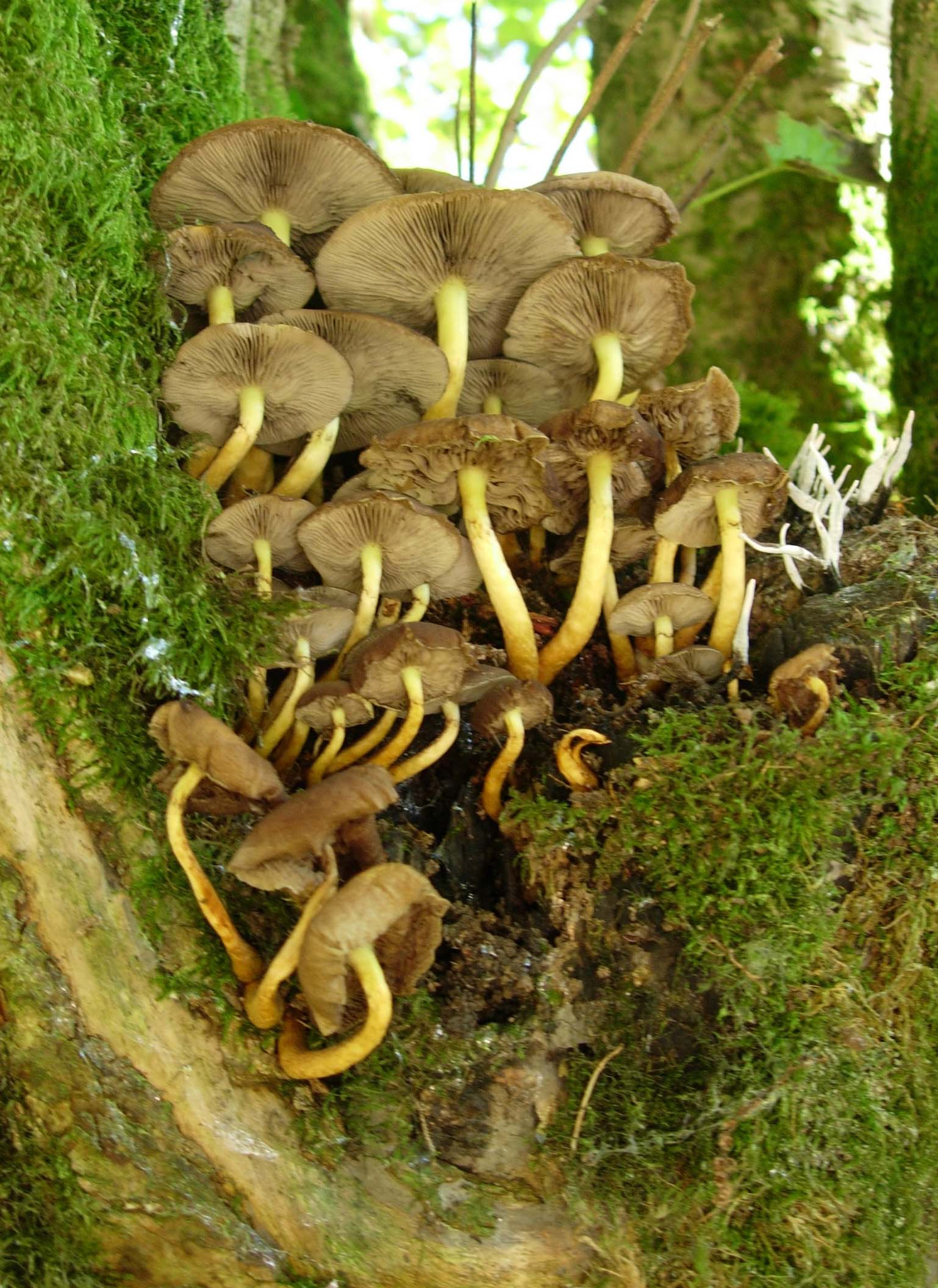 Fungi found on the farm walk