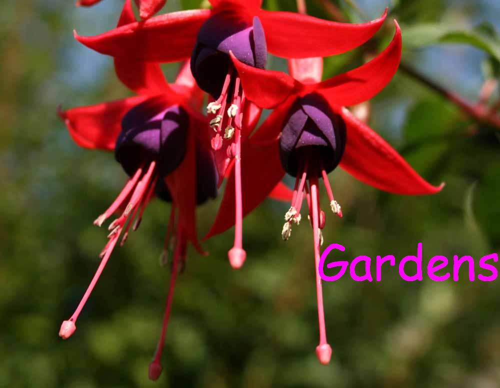 Gardens of North Devon