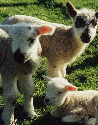tame lambs