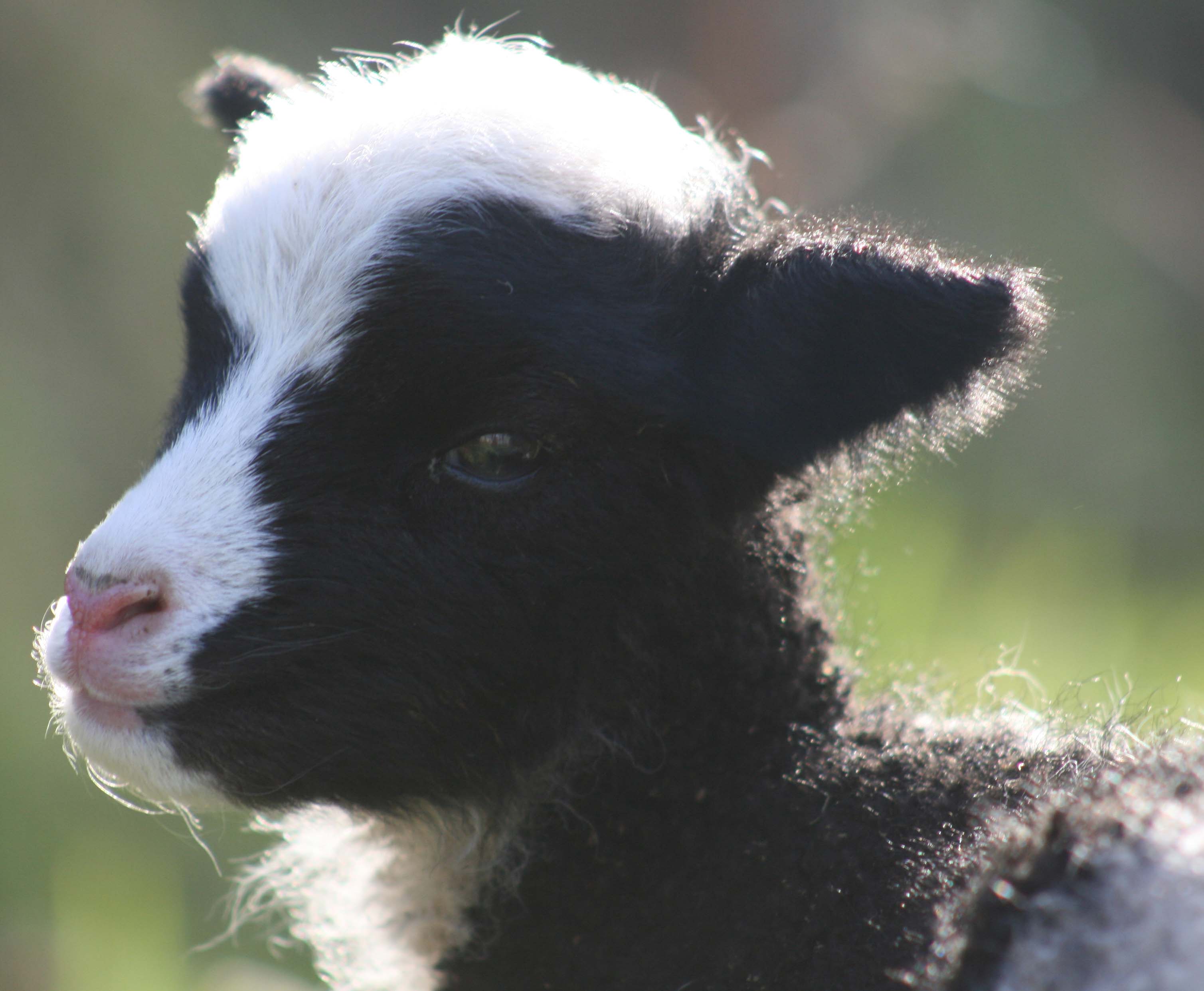 Jacob lamb at Easter