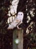 Barn Owl on Farm Walk