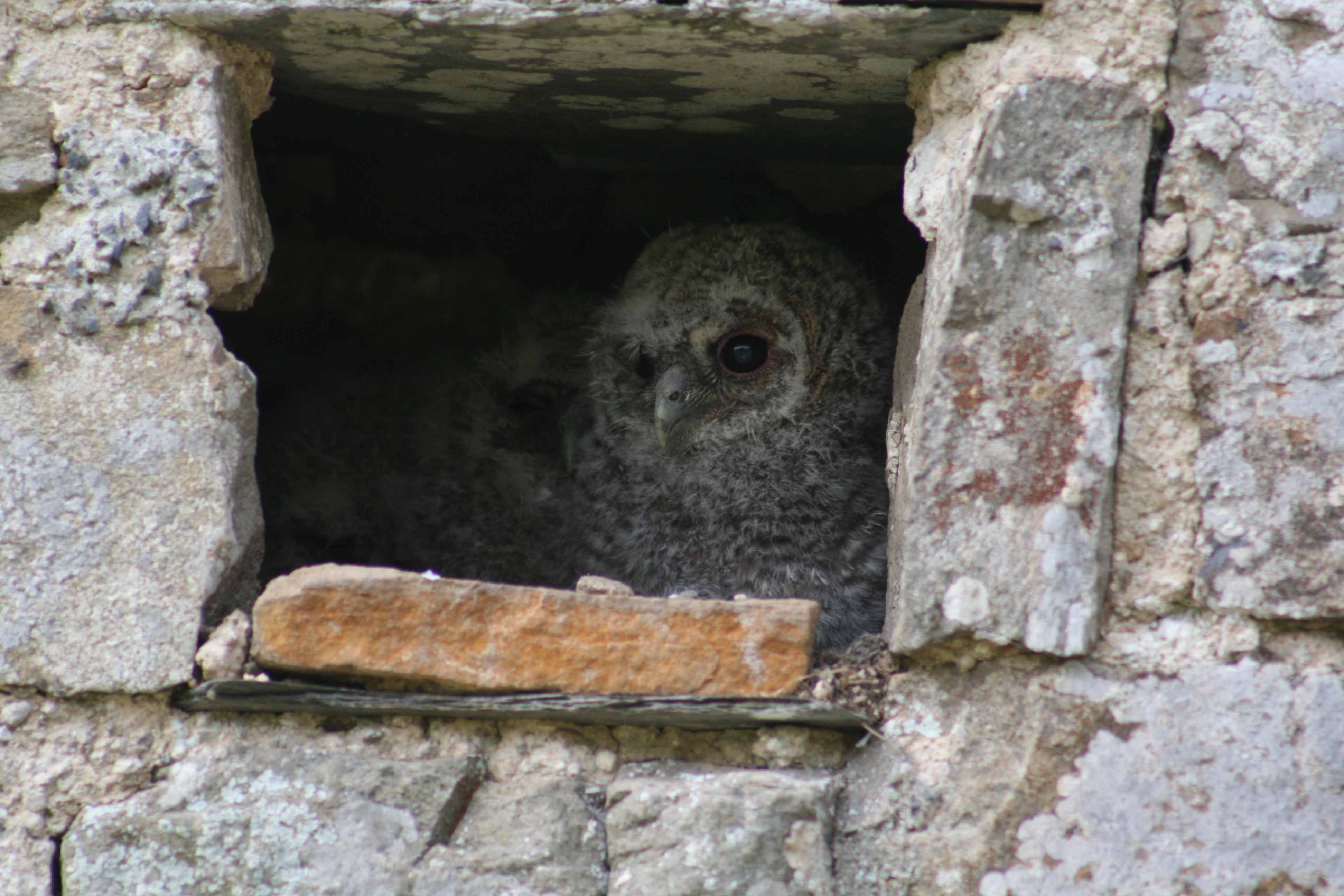Young Tawny Owl in Huxtable Farm House wall!