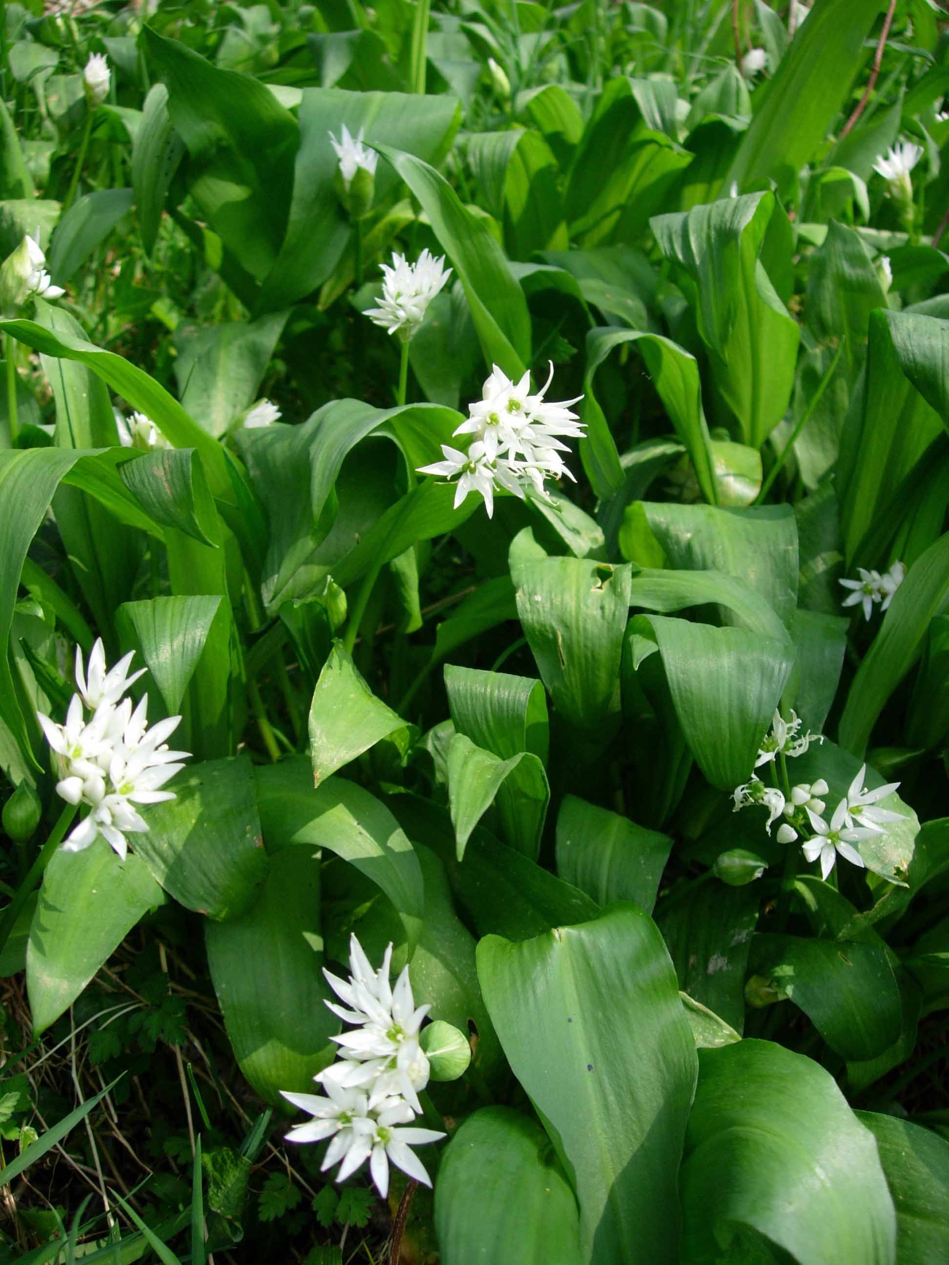 Wild Garlic growing in Huxtable Farm's Hedge