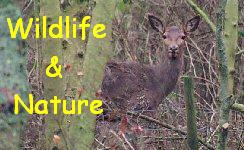 Wildlife & Nature